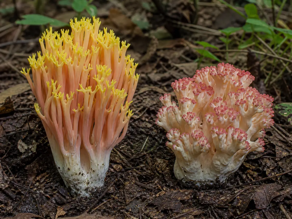 Beautiful clavaria beside the more compact Ramaria botrytis