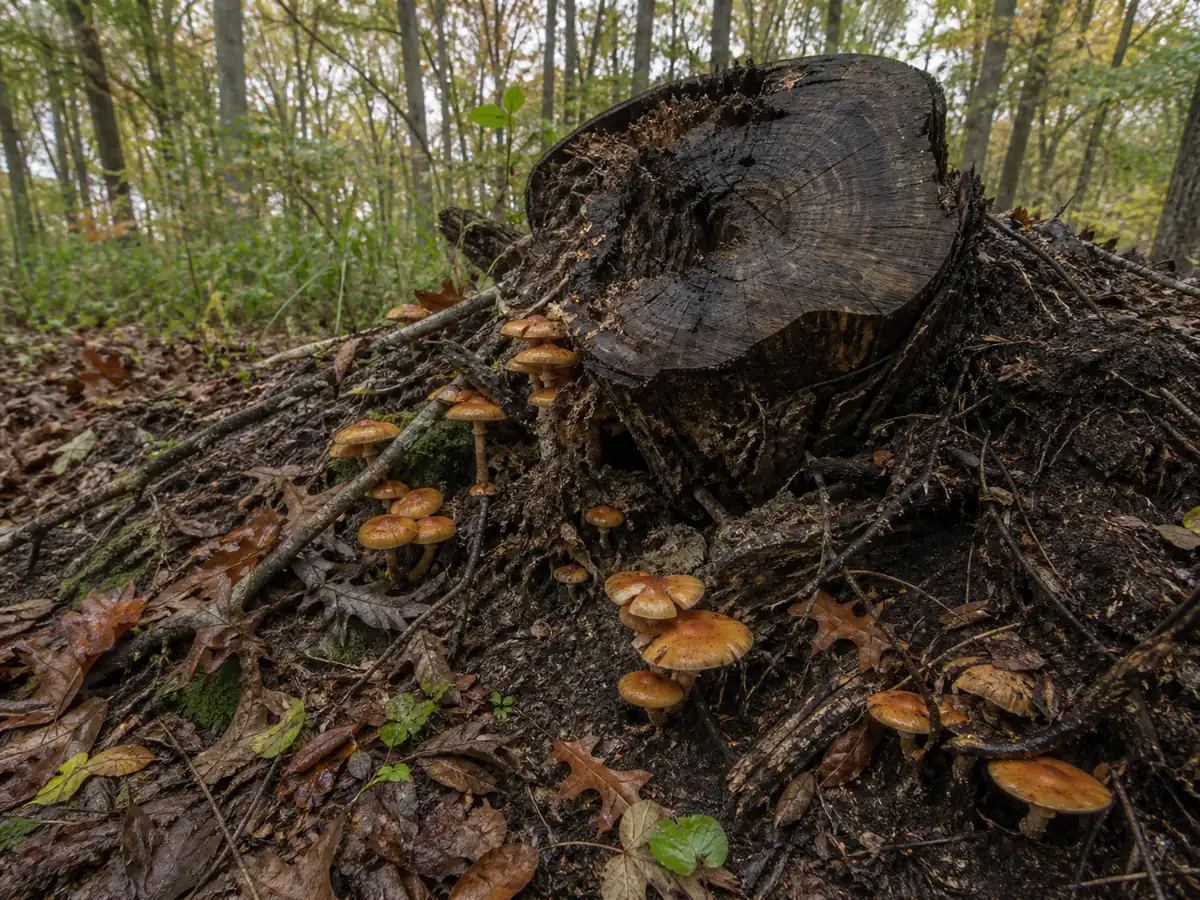 Big laughing gym fruiting from a decayed stump and roots