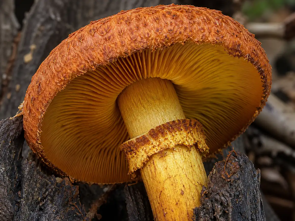Big laughing gym gills ring and fibrous cap scales
