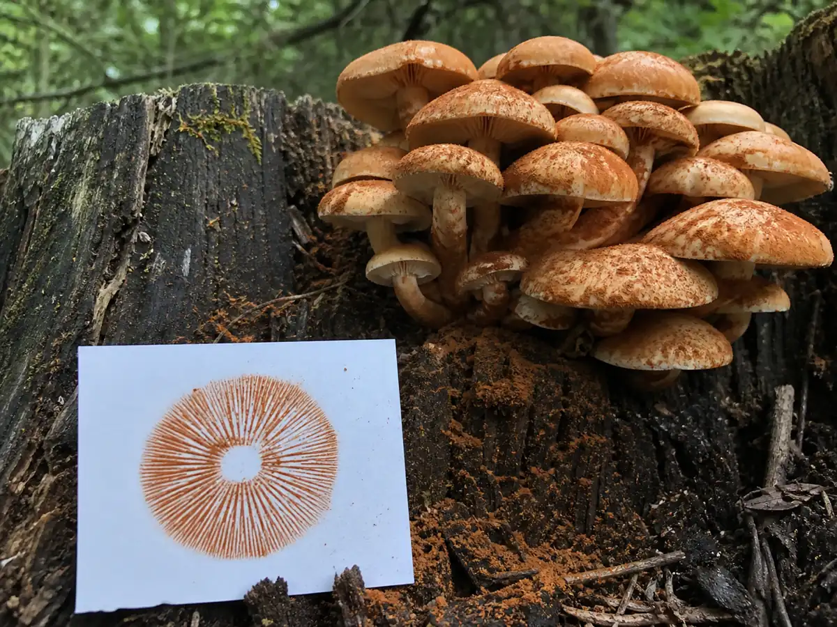 Rusty spore deposit below a big laughing gym cluster