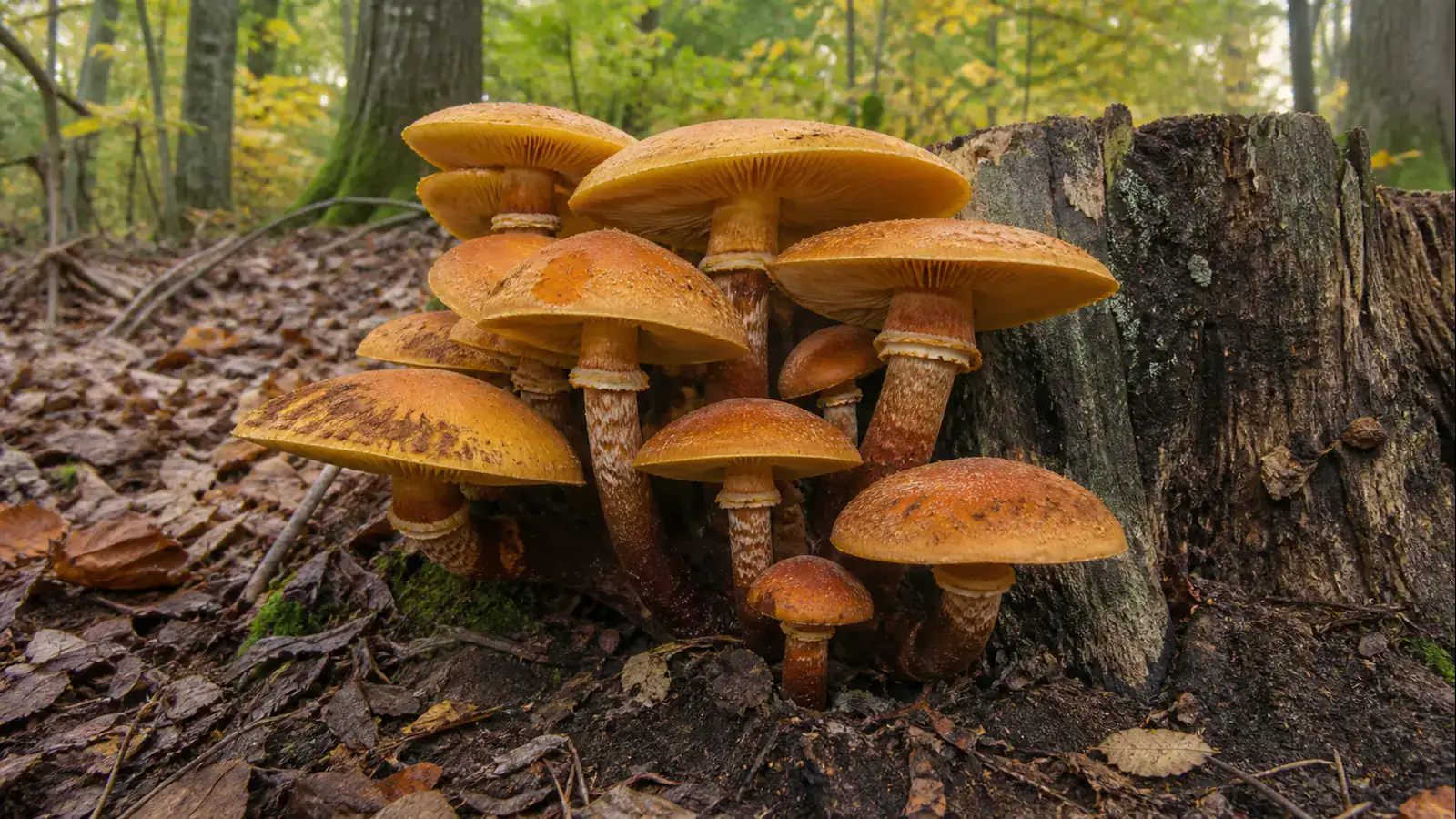 Large orange big laughing gym cluster with rusty gills and ringed stems - Big Laughing Gym | KnowTheSpore