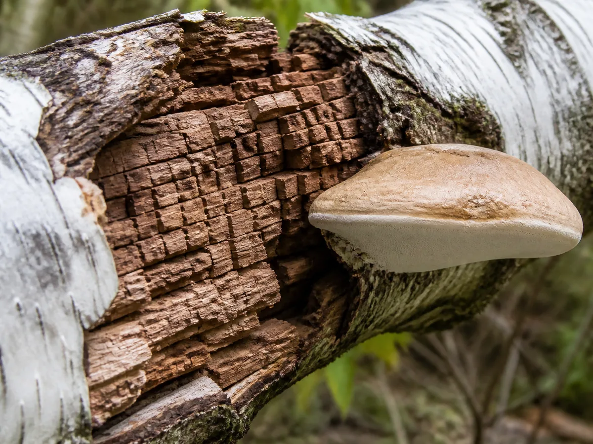 Birch polypore beside cubical brown rot inside a split birch limb