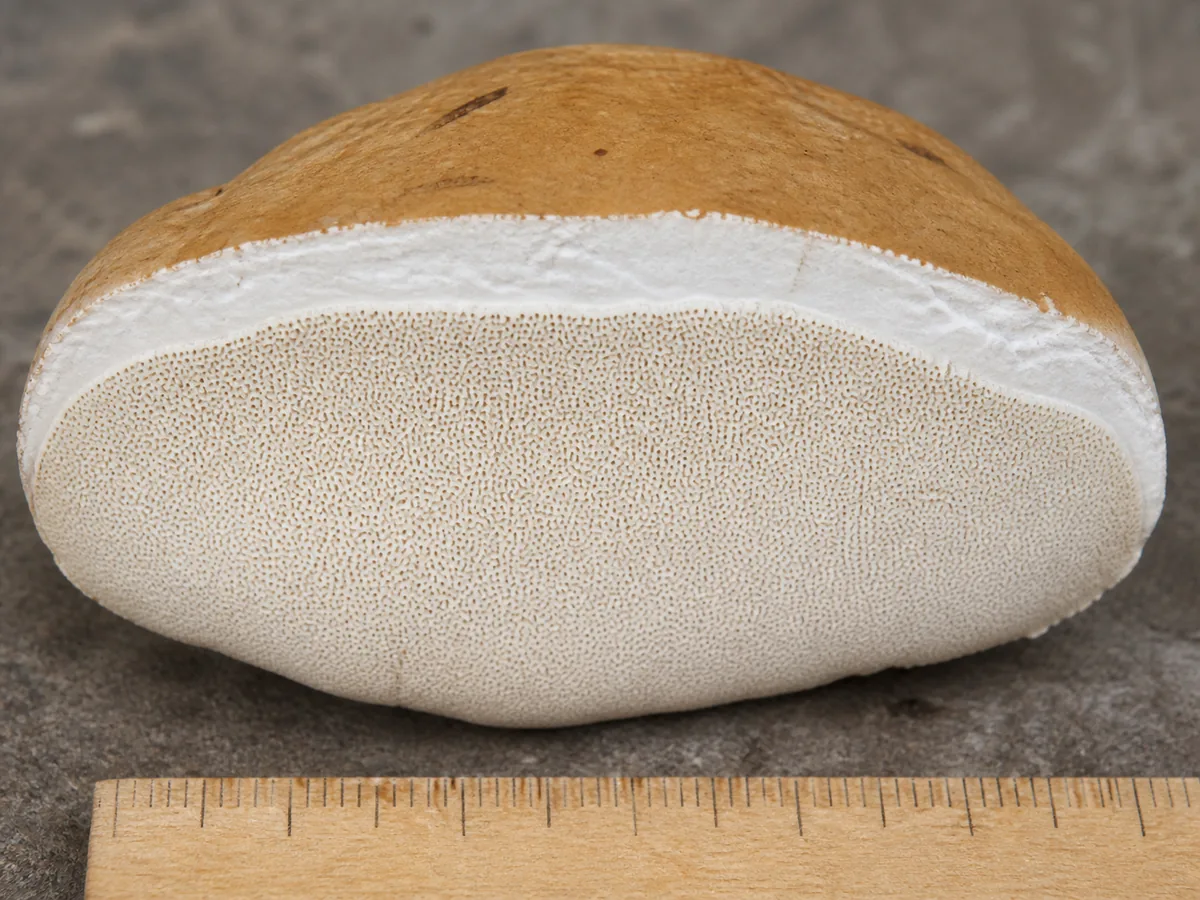 Cut birch polypore showing fine pale pores and thick white corky flesh
