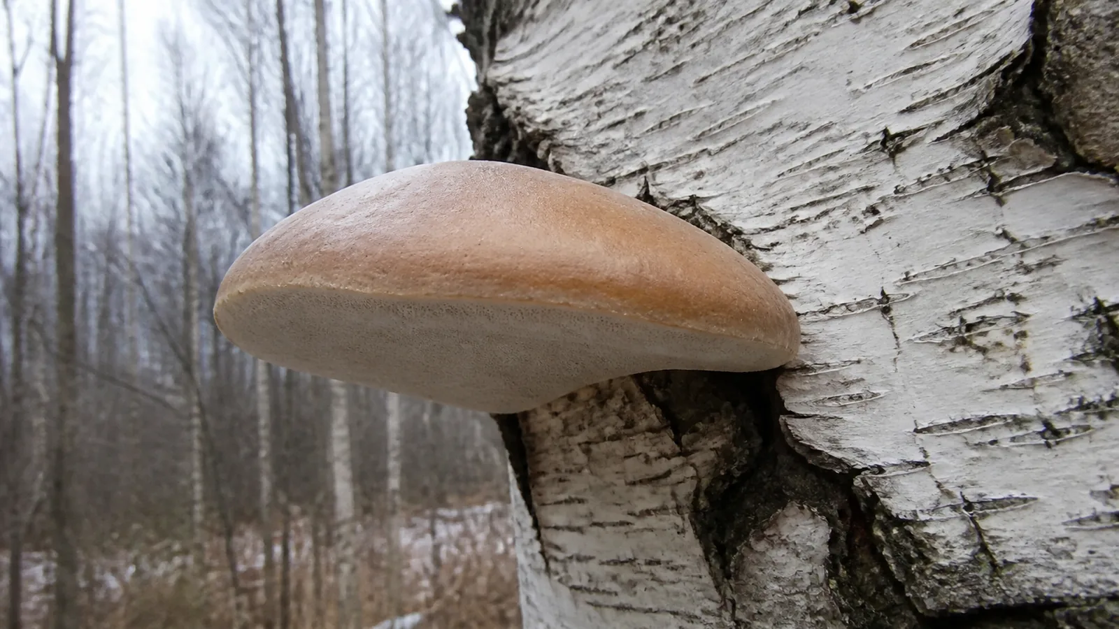 Smooth tan birch polypore bracket with a white pore surface attached to a birch trunk