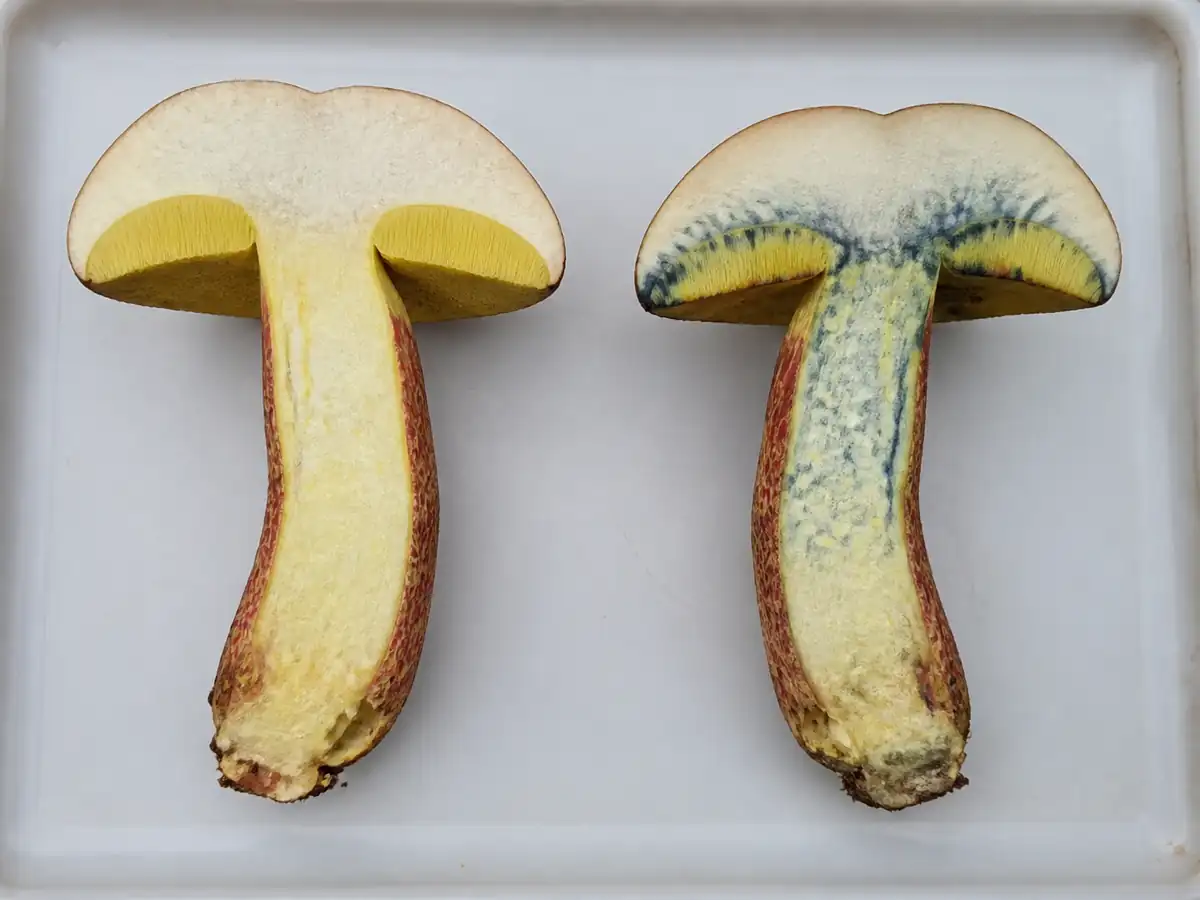 Freshly cut and blue-bruised halves of bitter beech bolete