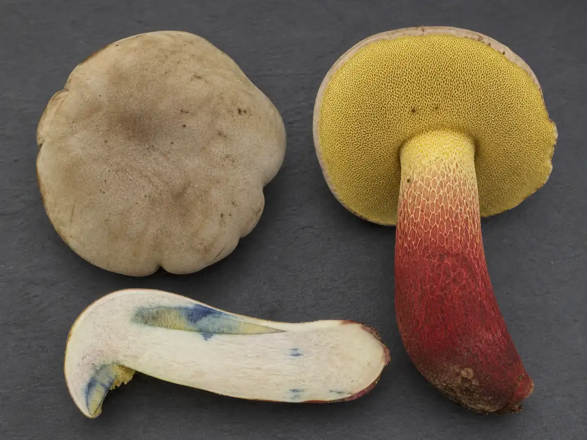 Cap, yellow pores, red reticulated stem, and cut flesh of Caloboletus calopus