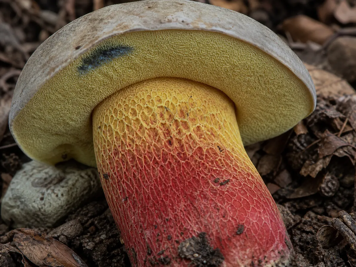 Yellow pores above the red and yellow netted stem of bitter beech bolete