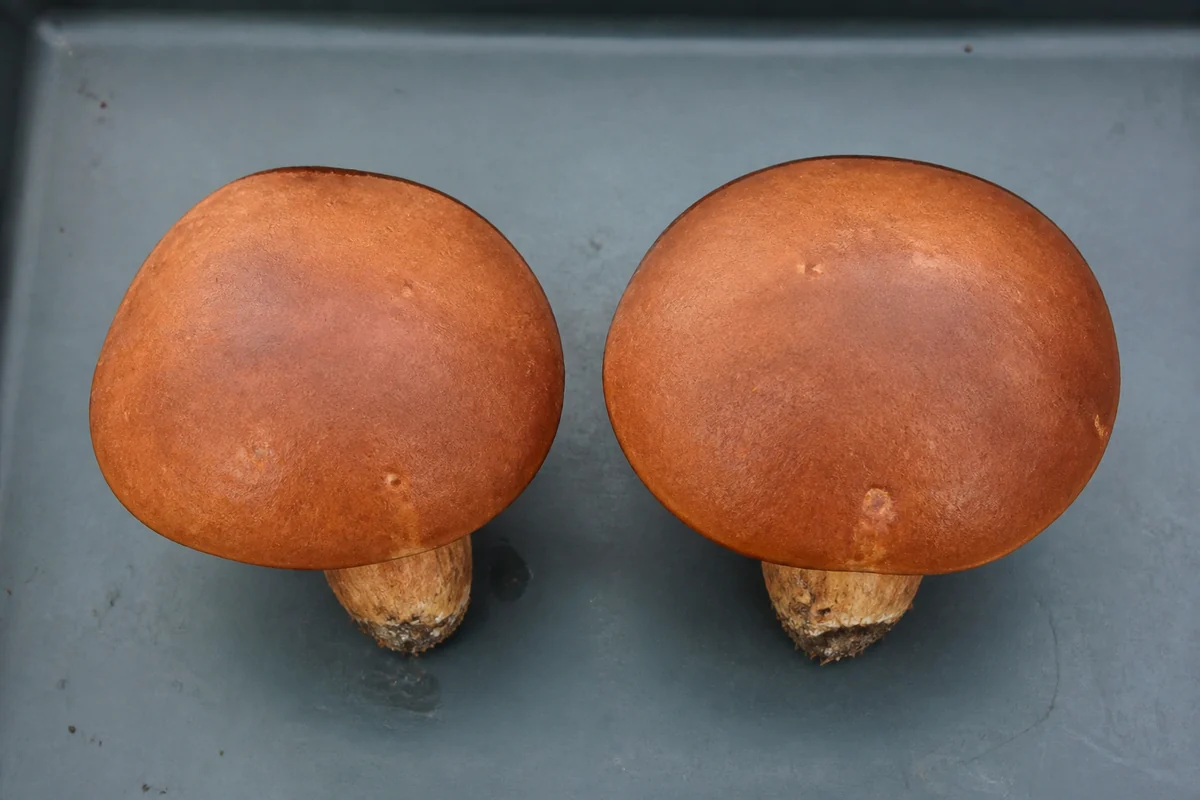 Two brown capped boletes lying side by side on a dark tray, both caps smooth and warm brown and looking essentially identical from above with their undersides hidden