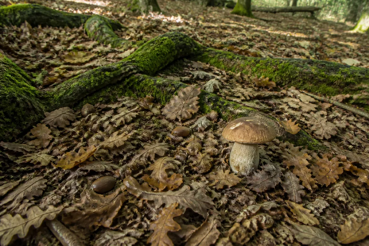 An oak woodland floor in late summer with thick brown fallen leaves and scattered acorns between mossy roots, and a single pale brown capped bolete standing alone among them
