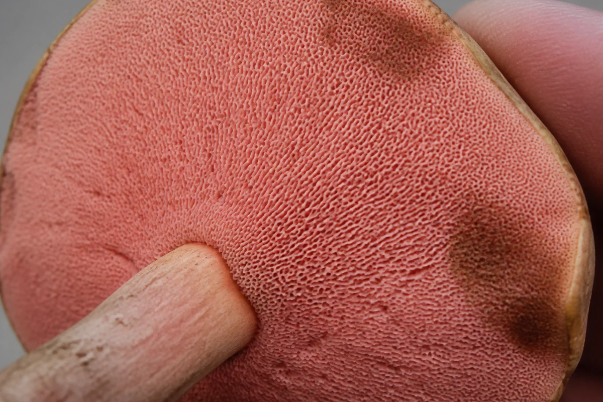 The underside of a bolete cap held against a gray background showing a fine sponge of tiny pores flushed a distinct coral pink with brown bruised patches