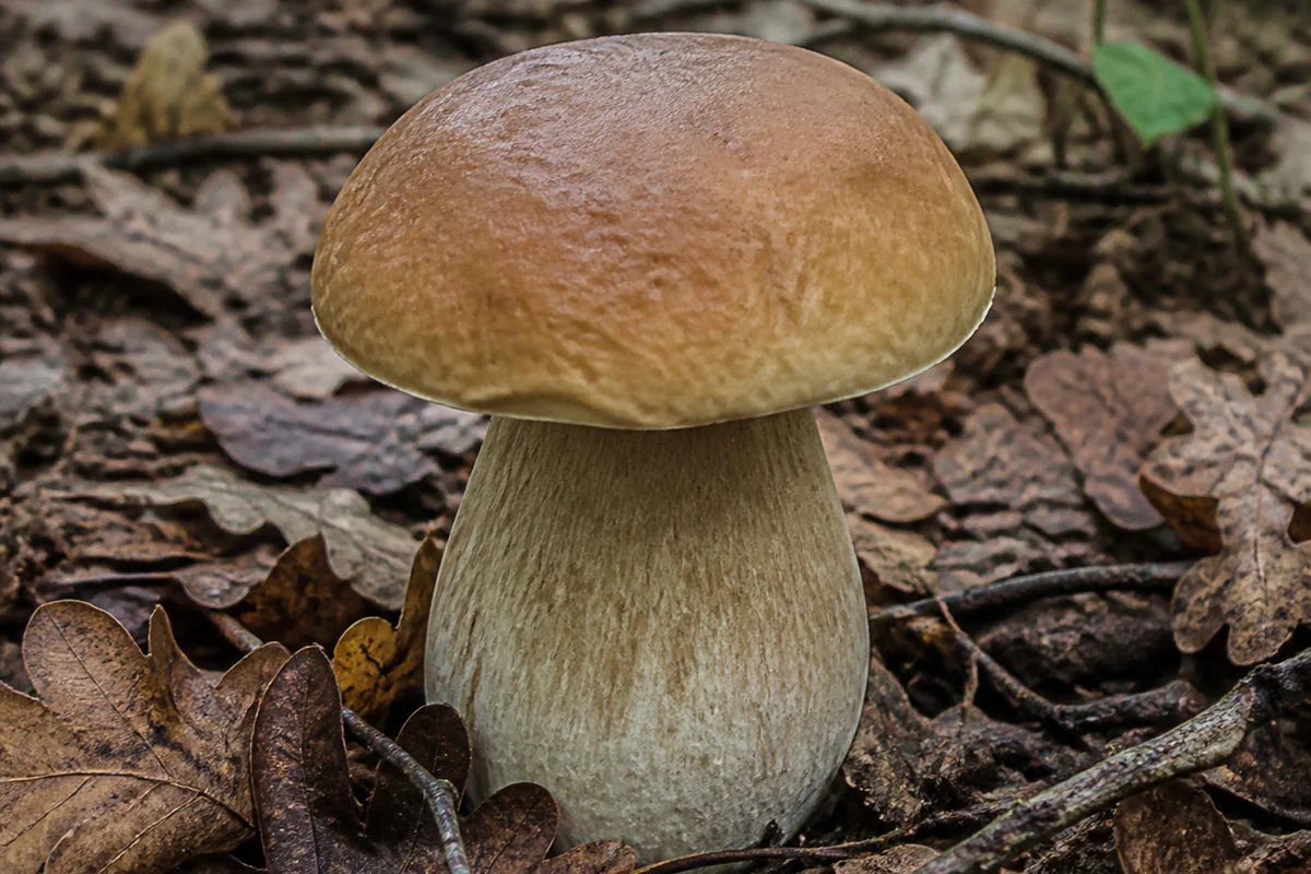 Bitter bolete mushroom in oak leaf litter with a smooth pale brown domed cap and a thick pale stem