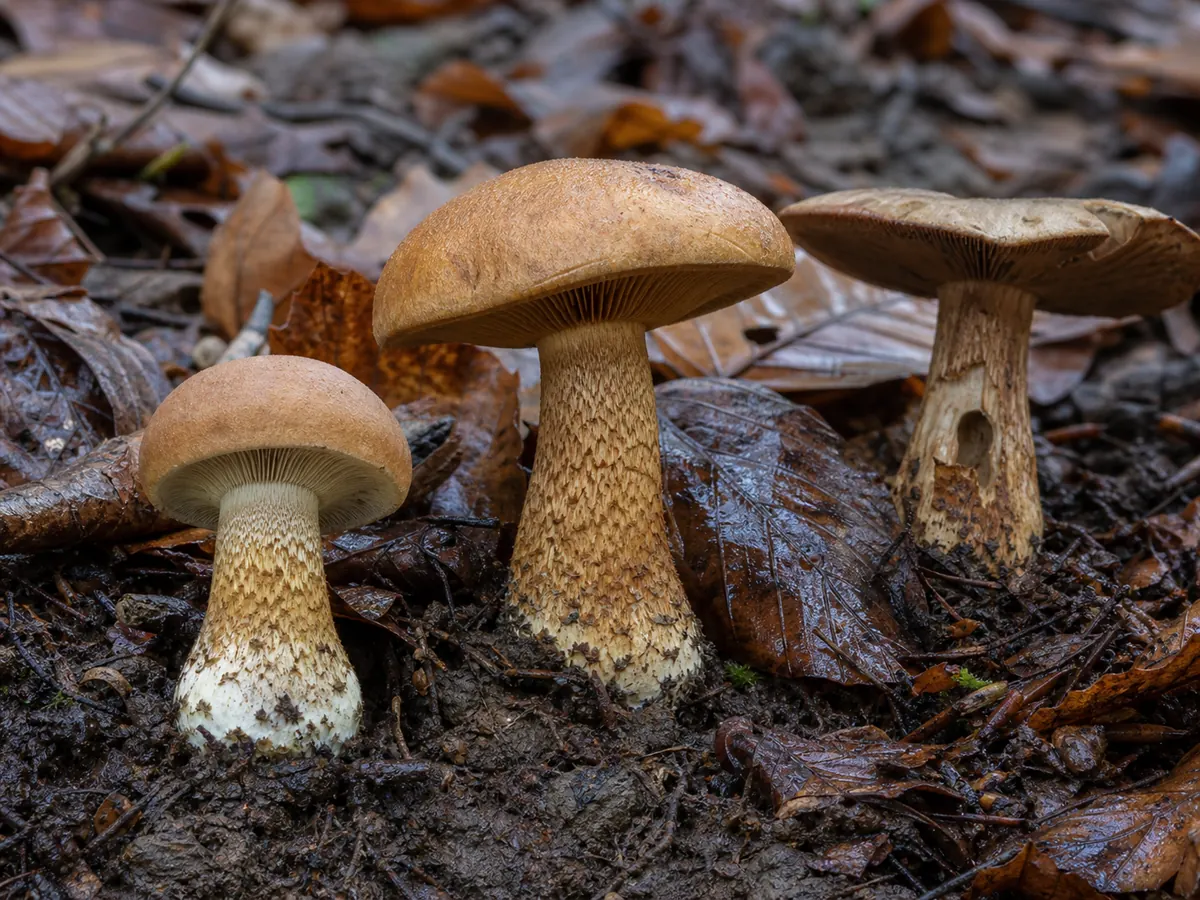 Young, mature, and weathered bitter poisonpies in beech litter