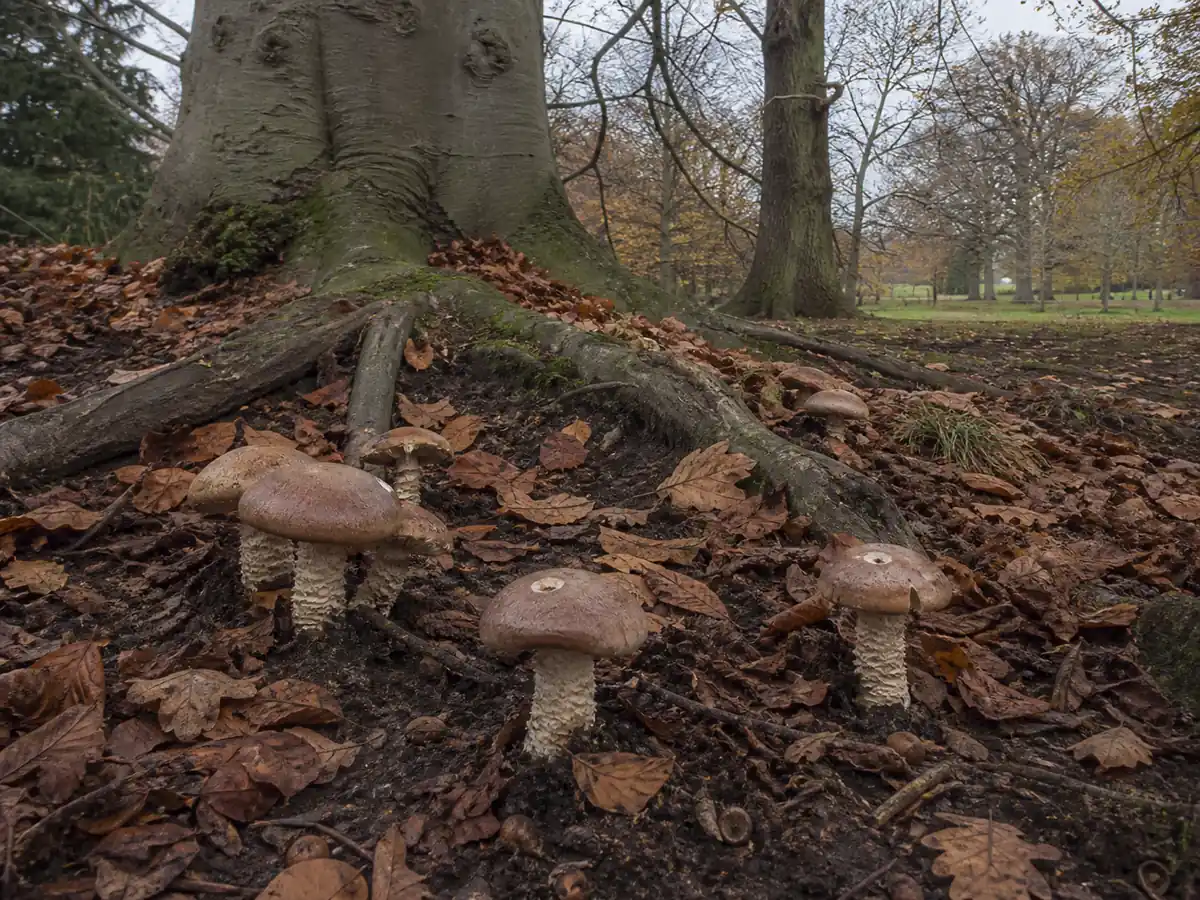 Bitter poisonpies scattered in soil around mature beech roots at a woodland edge