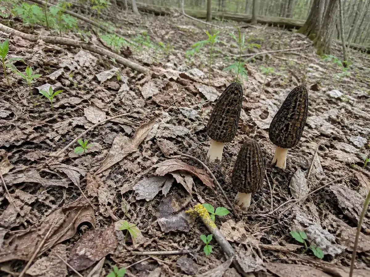 Intact eastern black morels emerging through hardwood leaf litter