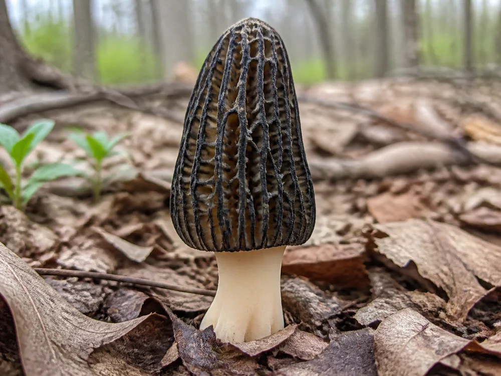 Black morel mushroom with dark vertical ridges and a hollow pale stem in spring woodland leaf litter
