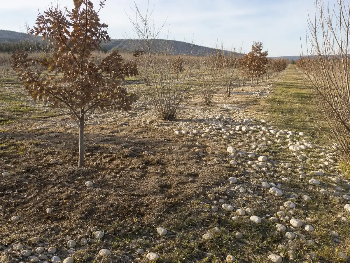 Winter oak and hazel orchard in pale stony calcareous soil