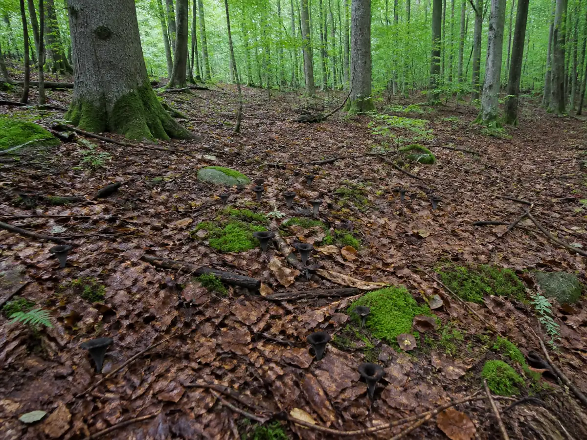 Black trumpets camouflaged across a broad beech forest floor