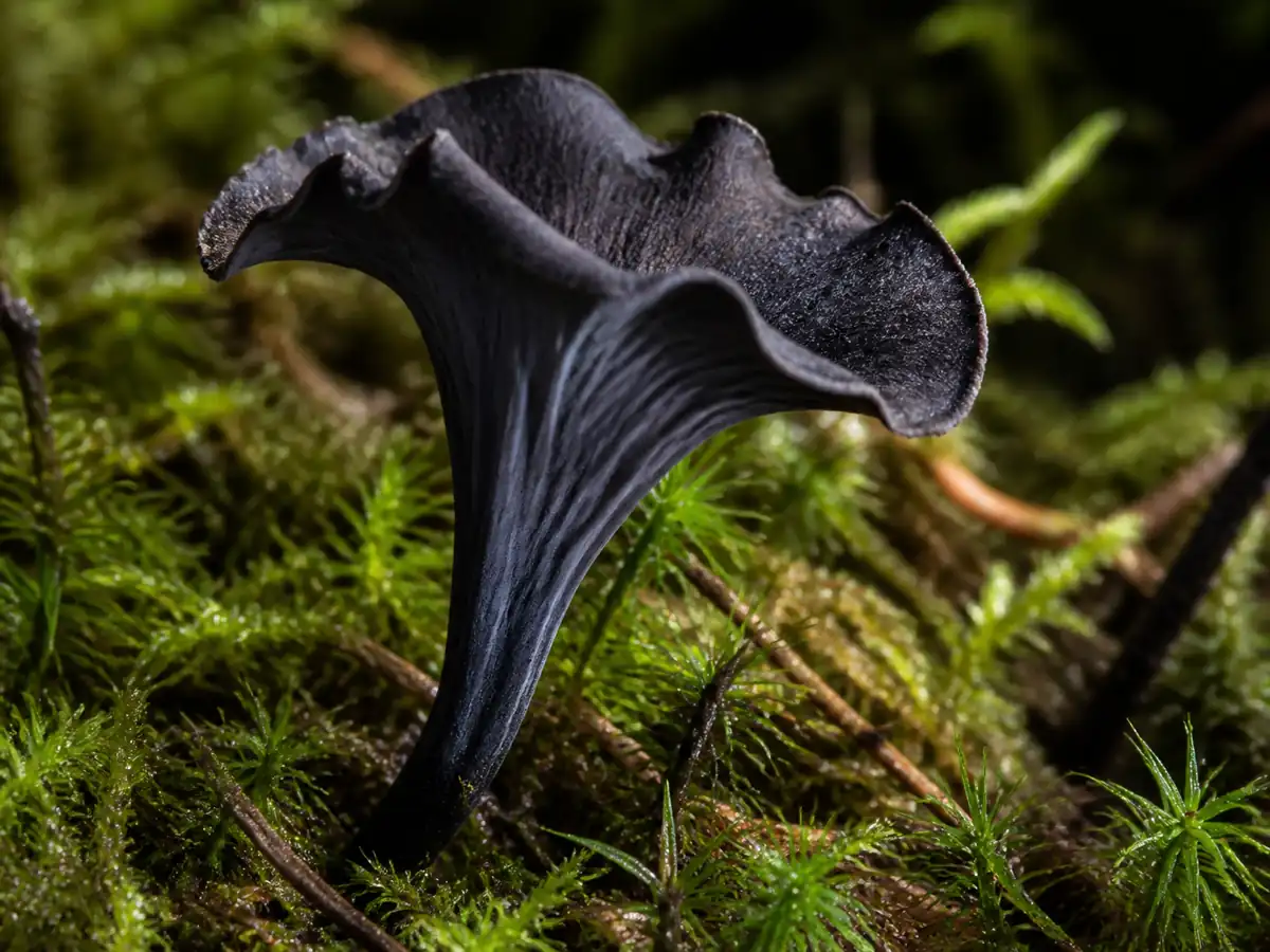 Open hollow funnel of a black trumpet mushroom