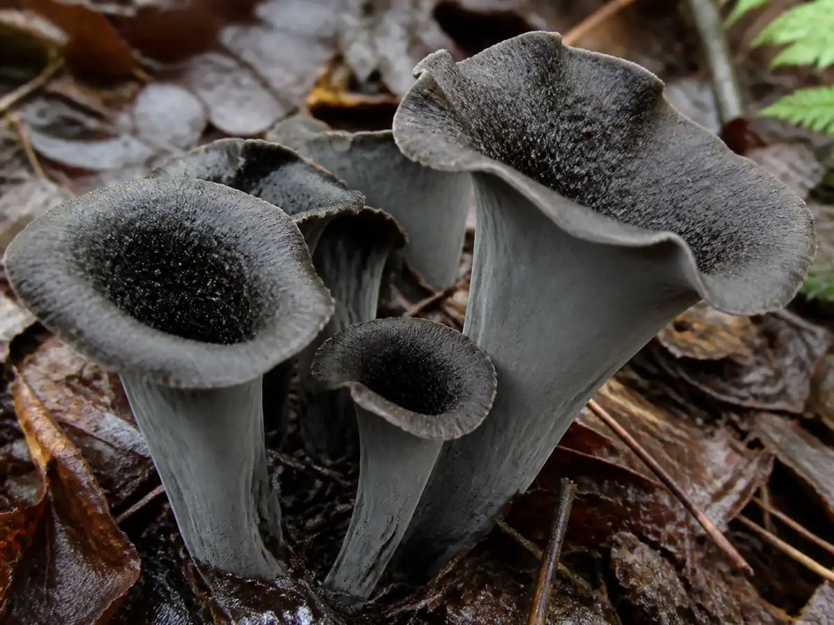 Gray outer surface and dark inner funnels of black trumpets