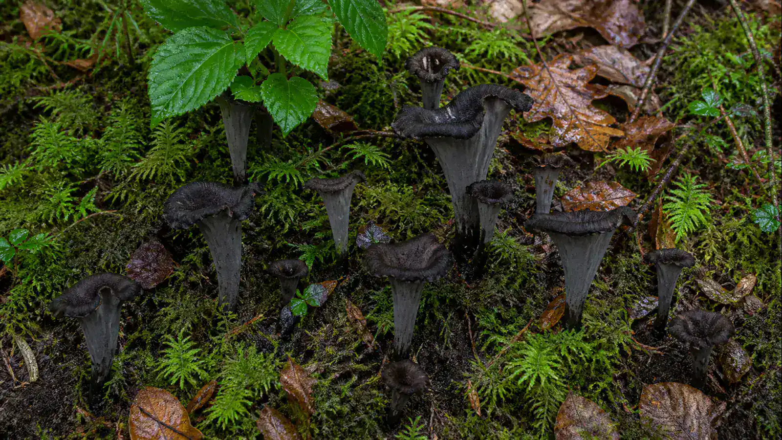 Fresh black trumpet mushrooms showing hollow funnels and smooth gray outer surfaces - Black Trumpet | KnowTheSpore