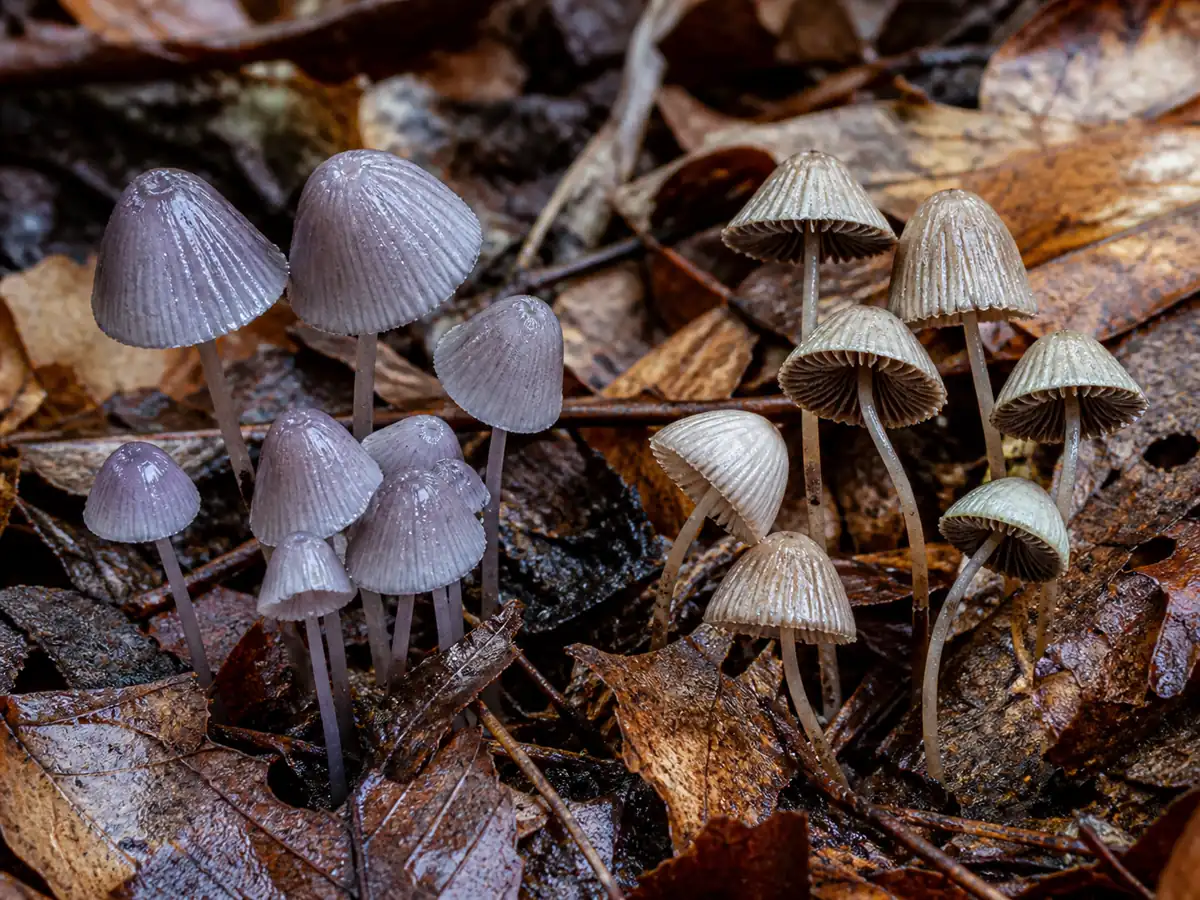 Fresh lilac and faded blackedge bonnet mushrooms
