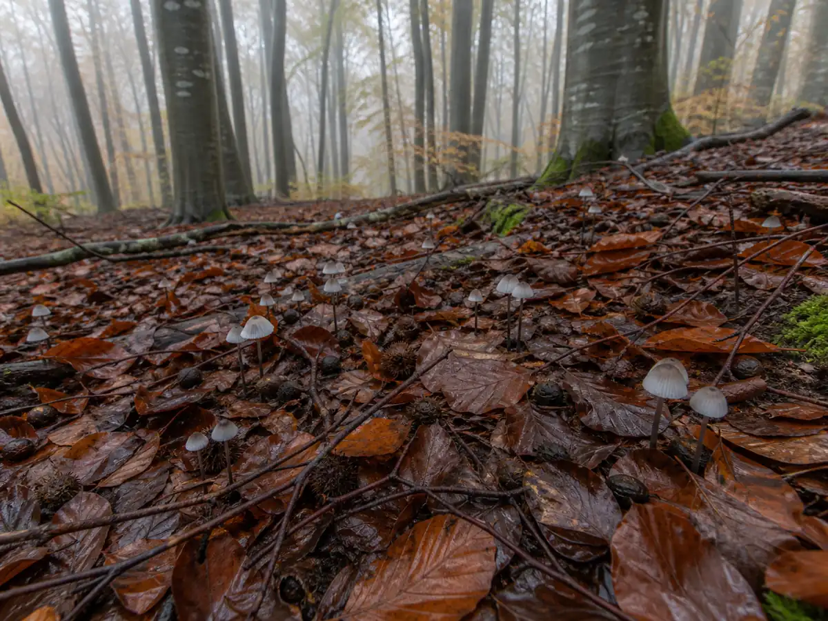 Tiny blackedge bonnets scattered through wet beech litter