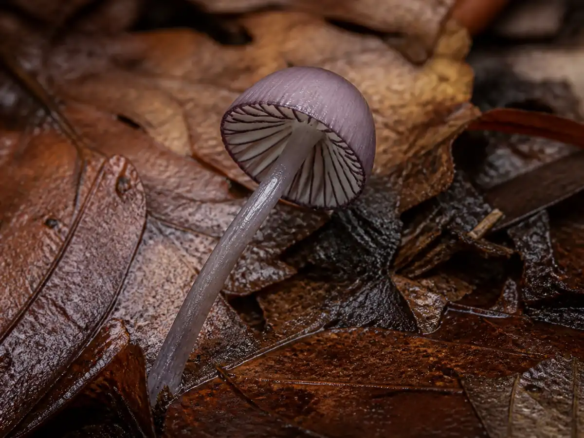 Dark purple-brown gill edges on a blackedge bonnet