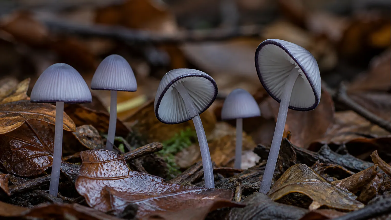 Blackedge bonnet showing lilac-gray cap and dark-edged pale gills - Blackedge Bonnet | KnowTheSpore