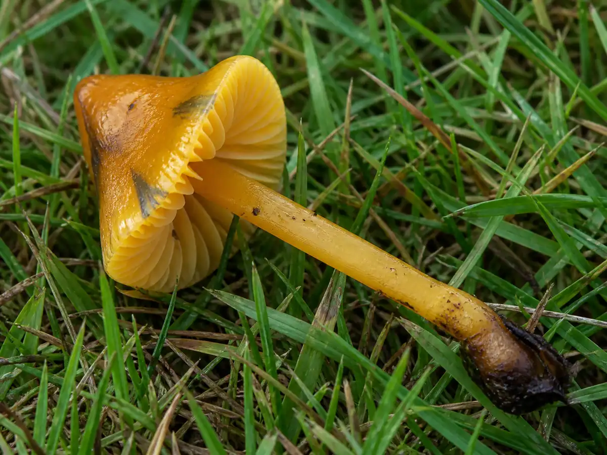 Waxy gills and dark pressure marks on a blackening waxcap