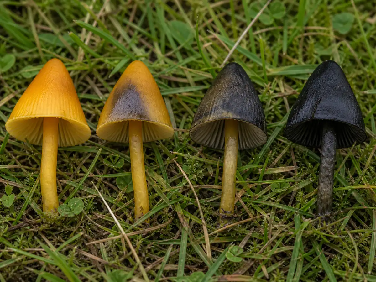 Blackening waxcaps progressing from yellow to black