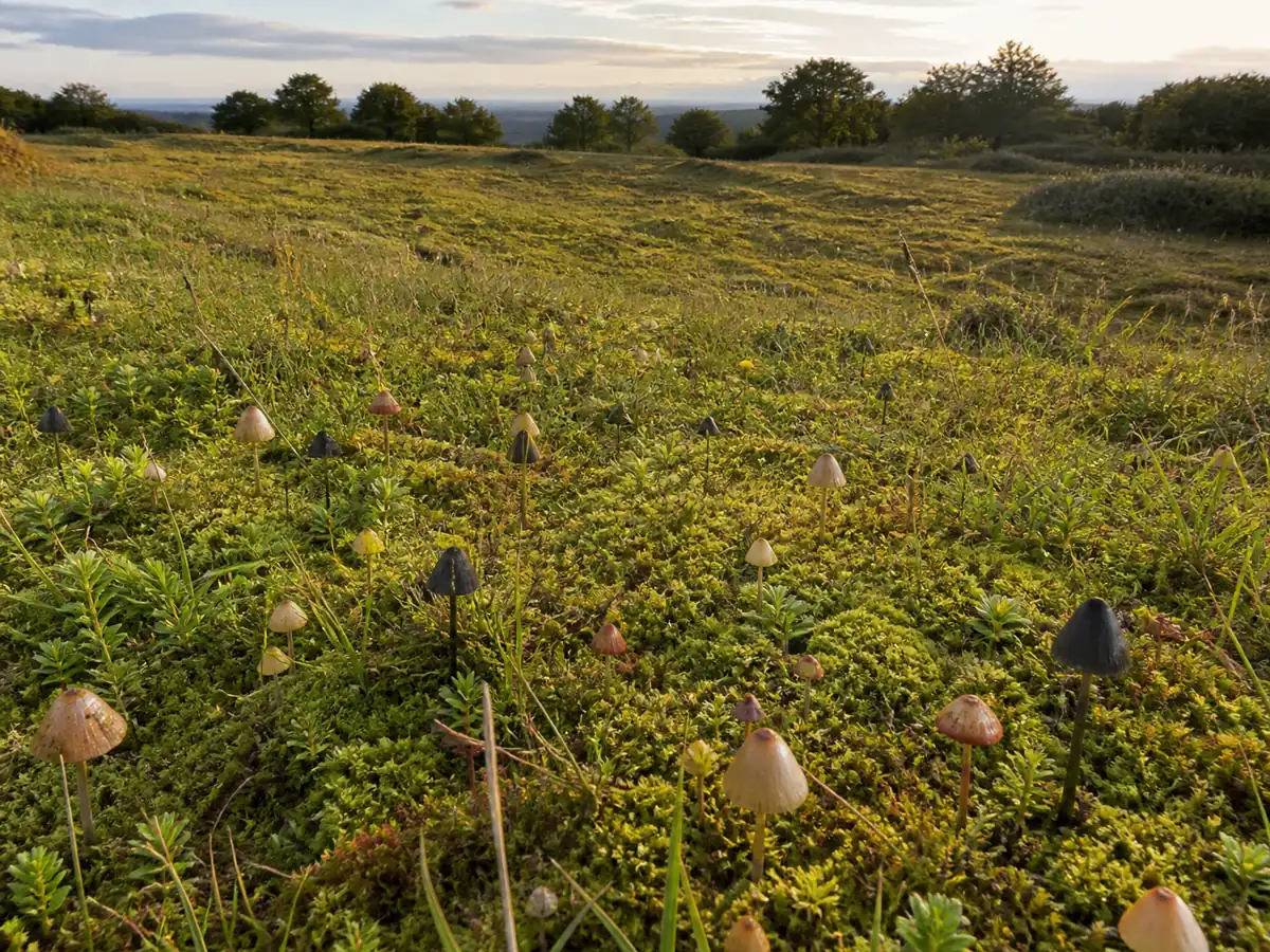 Moss-rich old grassland with scattered waxcap mushrooms
