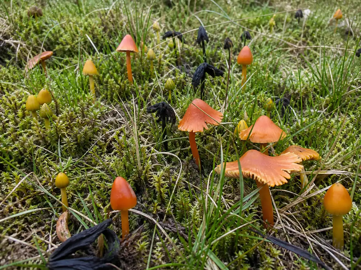 Buttons mature caps and collapsed black waxcaps in grass