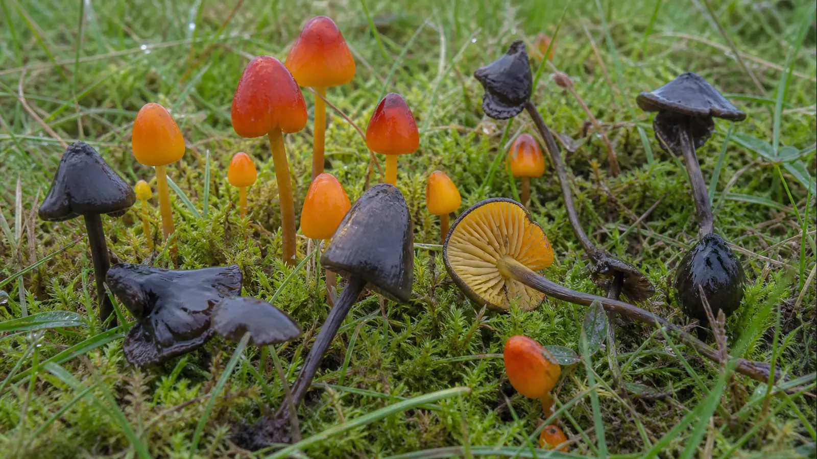 Blackening waxcaps showing bright conical caps and progressive charcoal-black bruising - Blackening Waxcap | KnowTheSpore