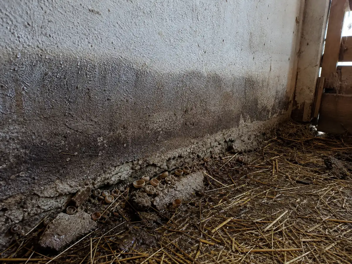 Blistered cups beside a damp stable wall and straw