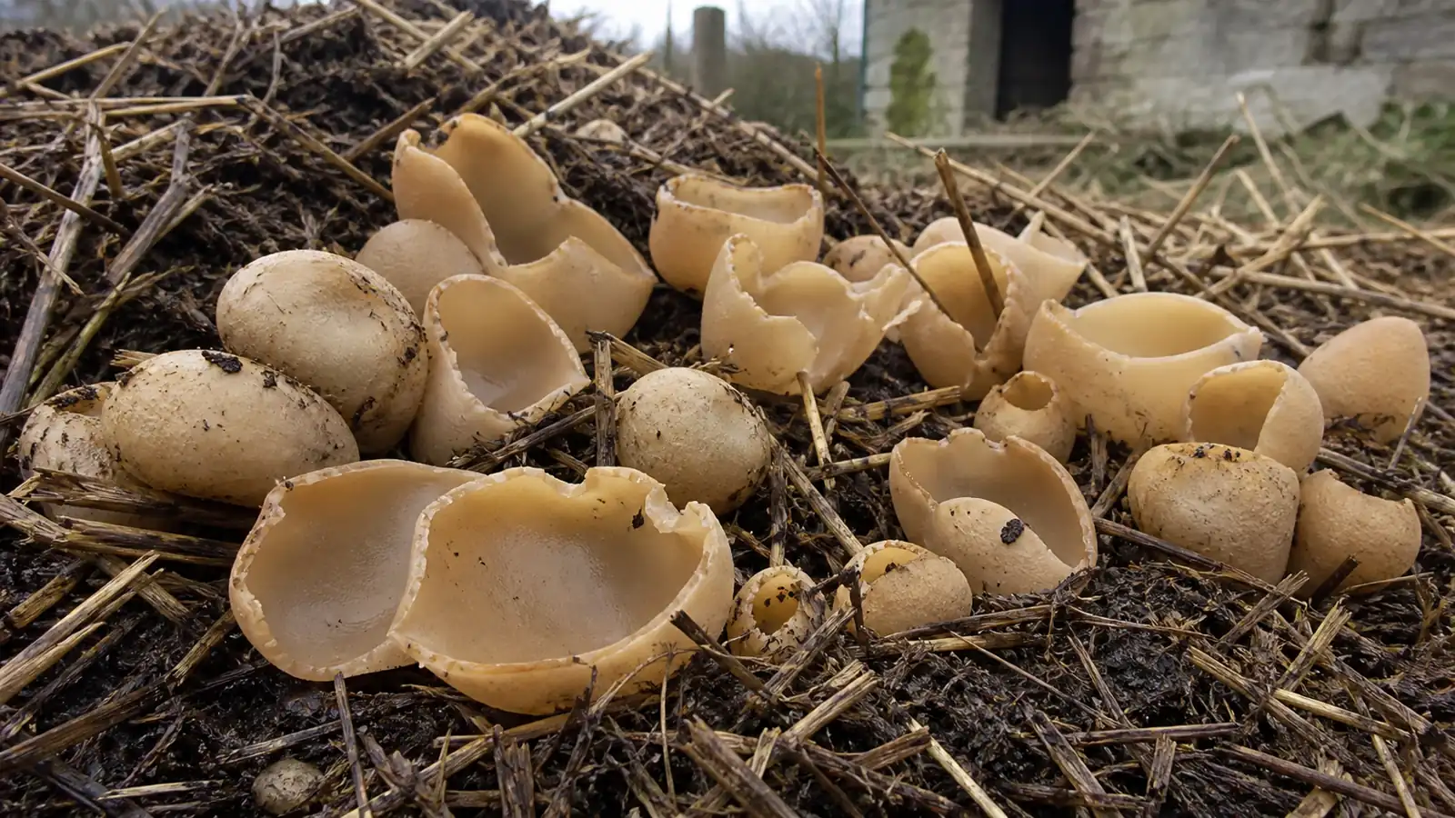 Crowded pale tan blistered cup fungi opening from dung-rich straw - Blistered Cup | KnowTheSpore