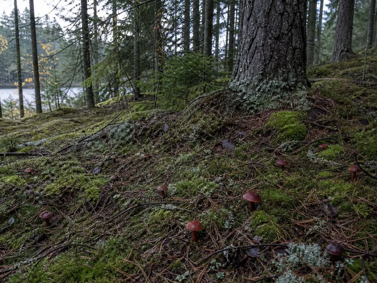 Blood-red webcaps scattered beneath spruce and pine