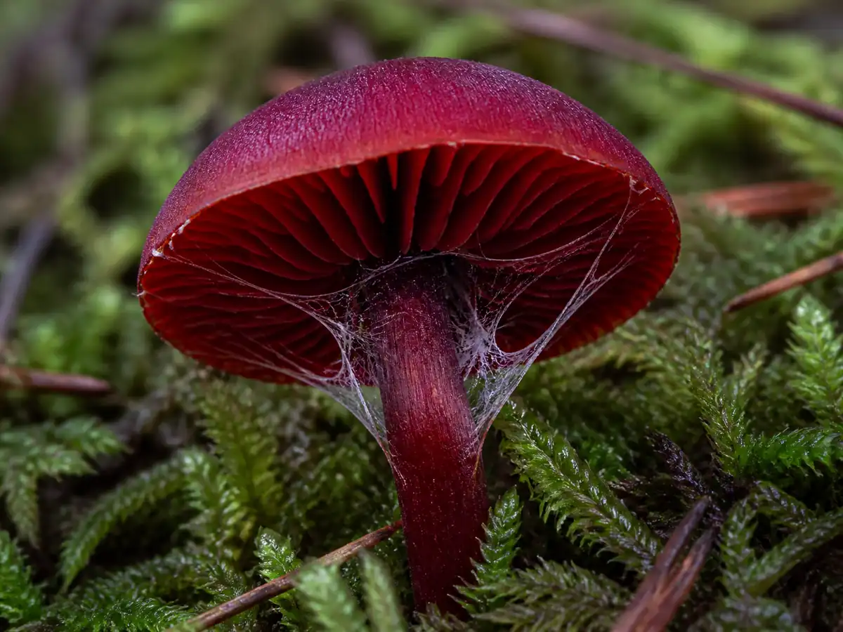 Red gills and cobweb veil on a blood-red webcap