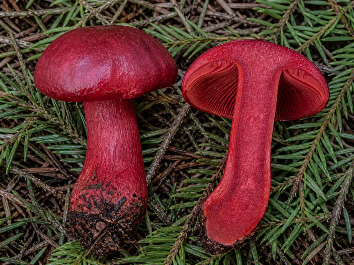 Deep red flesh through a sectioned blood-red webcap