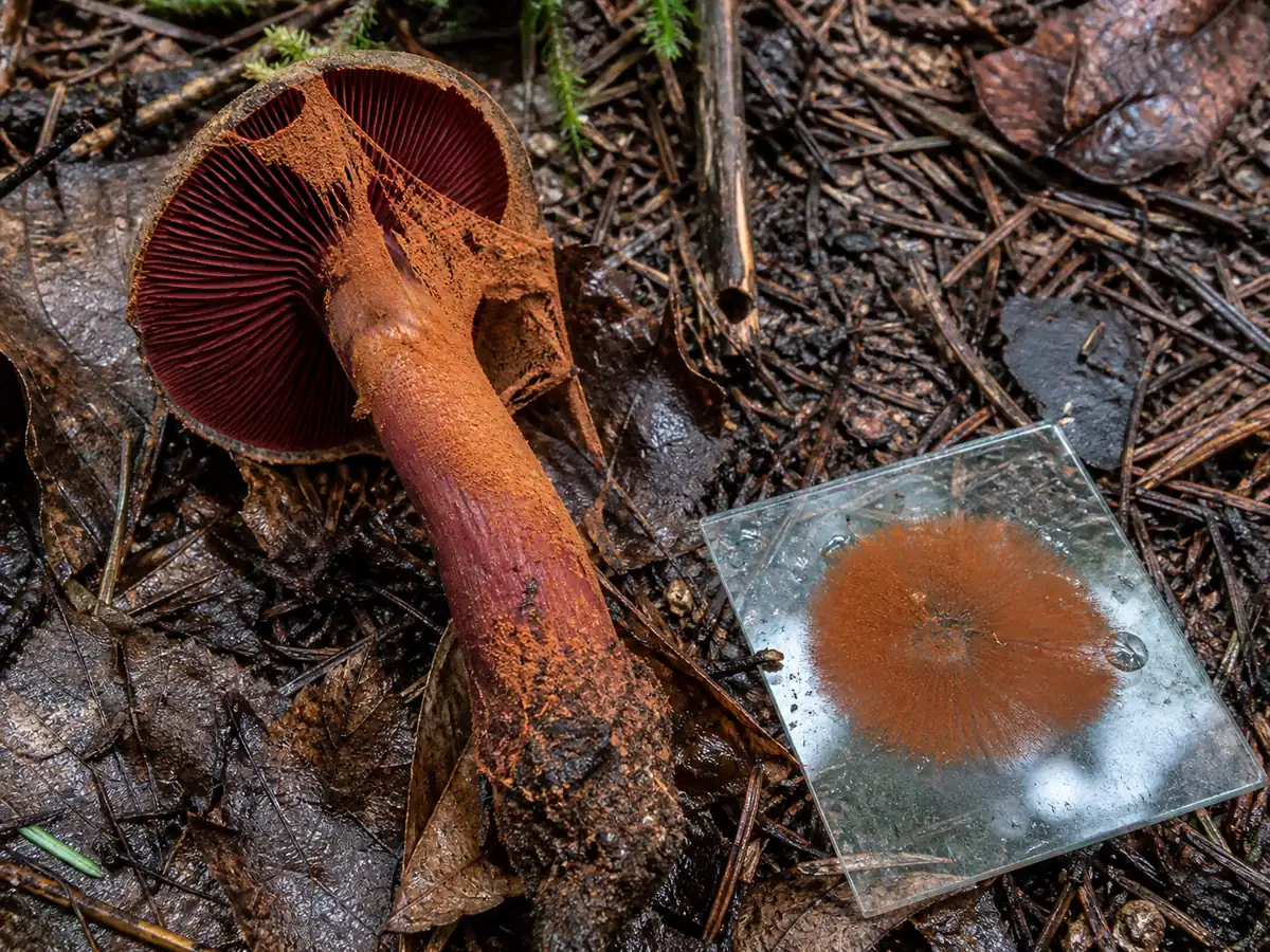 Rusty spores caught on a blood-red webcap stem and glass