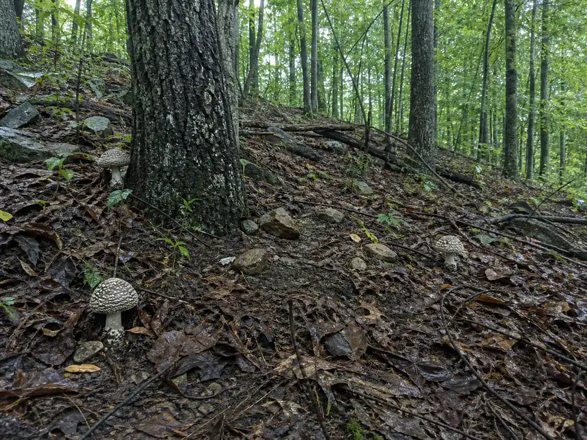 Booted amanitas beneath oak and hickory on a wet slope