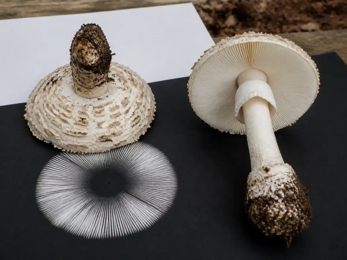 White spore print free gills and complete booted amanita base