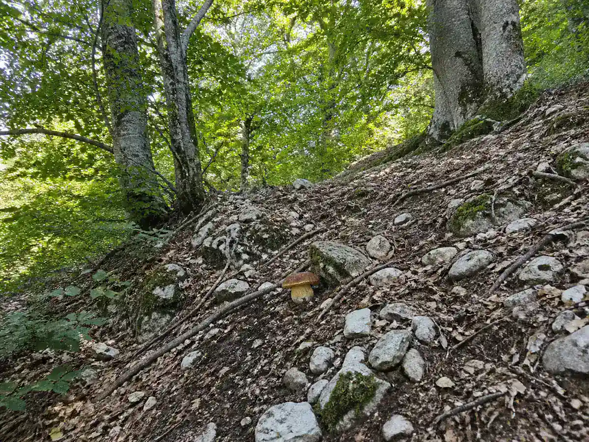 Brawny bolete on a limestone slope beneath beech trees