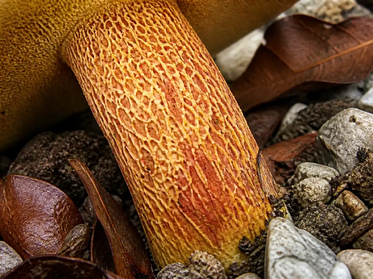 Fine yellow netting over a red brawny bolete stem