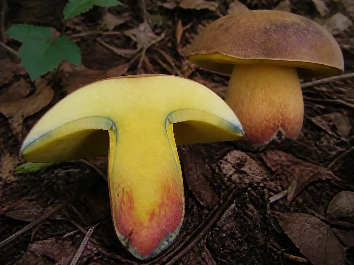 Yellow brawny bolete flesh and tube layer in section