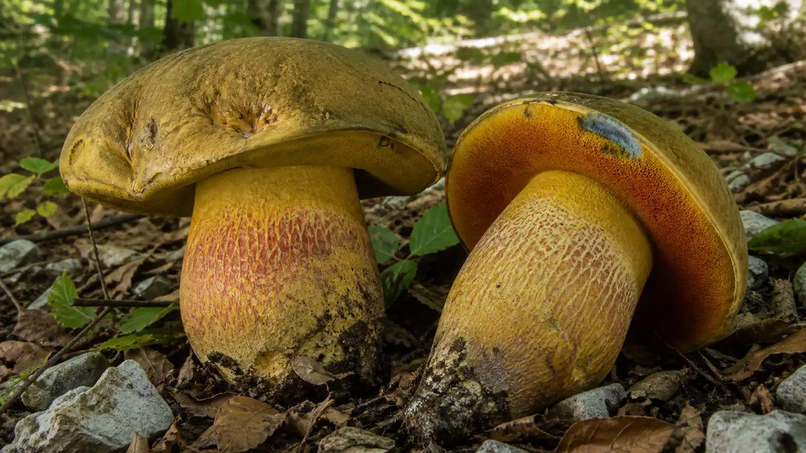 Massive brawny bolete with red pores netted stem and dark blue-black cut flesh - Brawny Bolete | KnowTheSpore