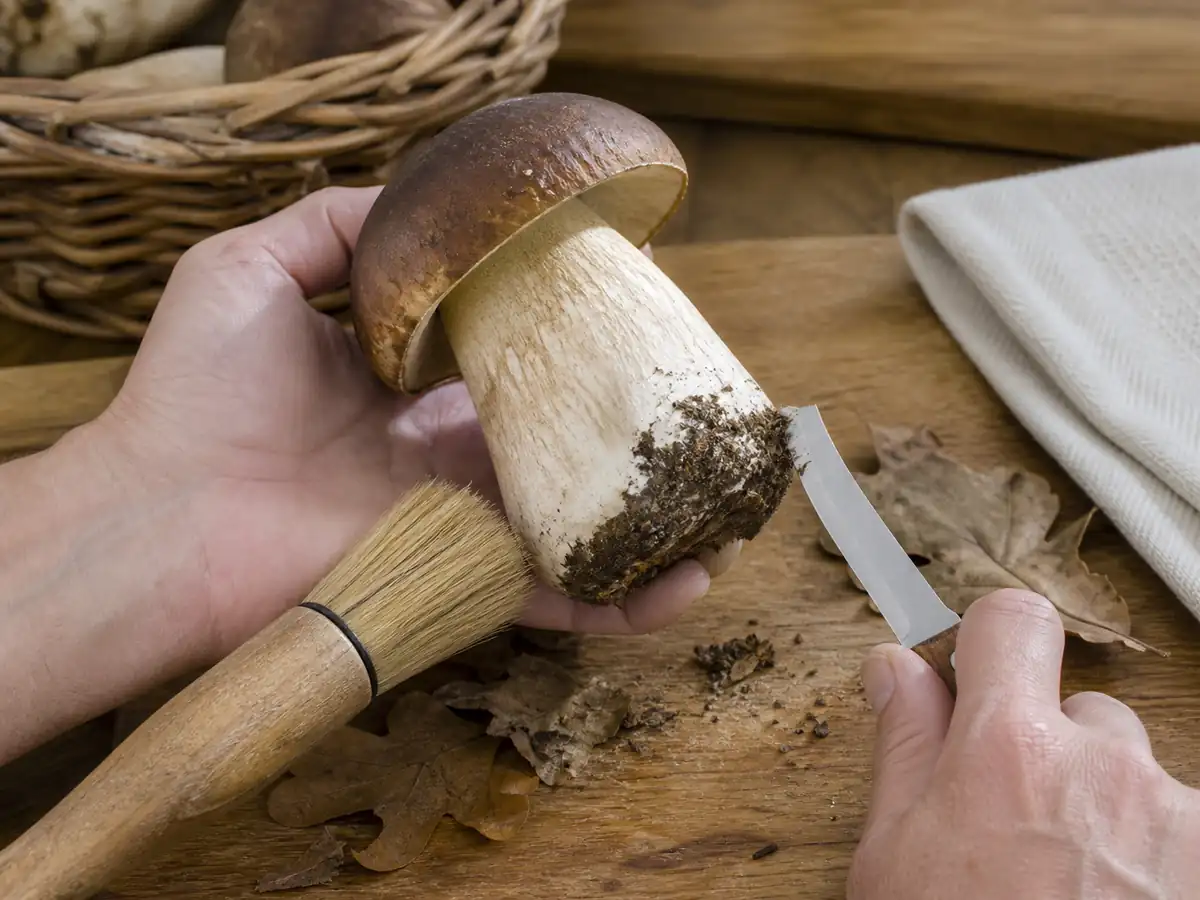 Bronze bolete being brushed and trimmed at the stem base