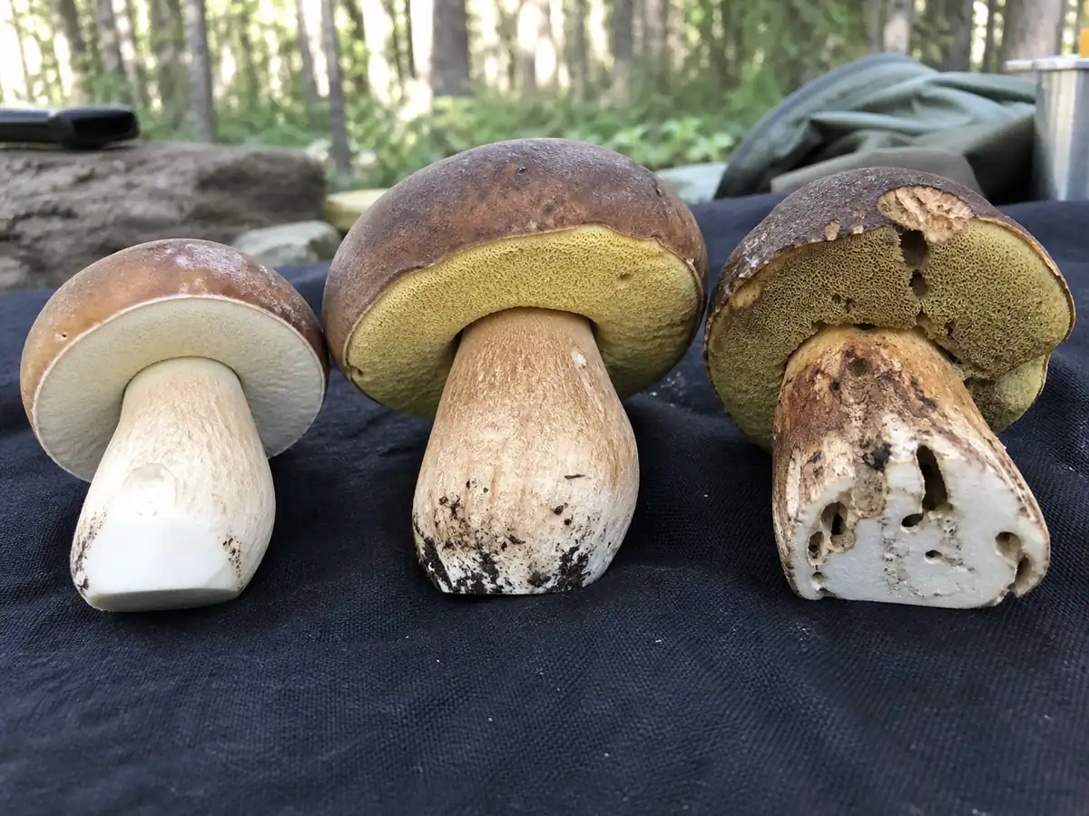 Firm mature and insect-damaged bronze boletes