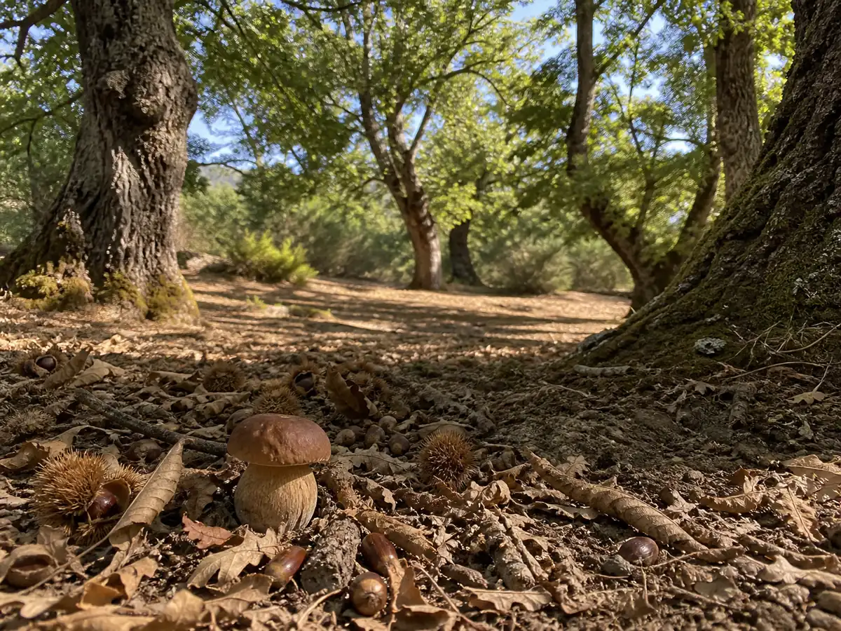 Bronze bolete beneath Mediterranean oak and chestnut
