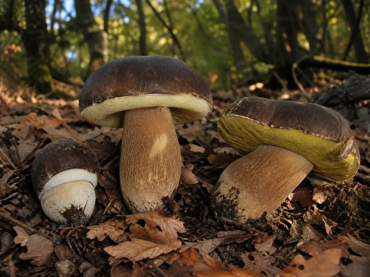White cream and olive pores across bronze bolete ages