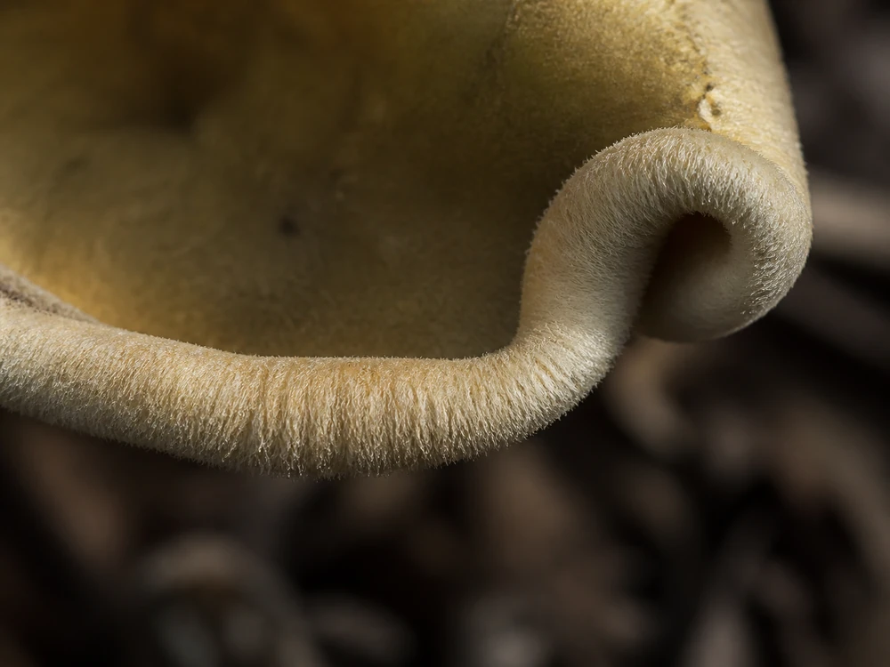 Macro view of a pale brown cap edge curled inward and covered in fine cottony fibers